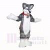 Grau Leicht Heiser Hund Maskottchen Kostüme Schule